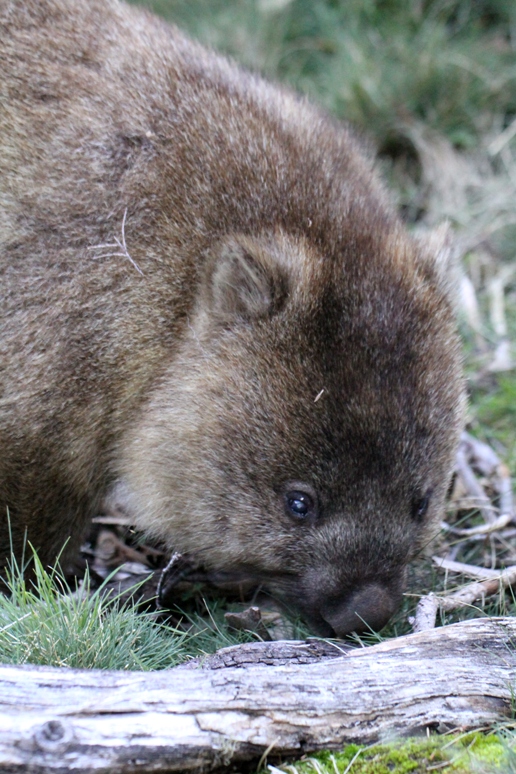 wombat